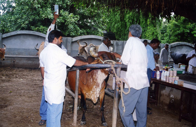 Agriculture and Animal Husbandry